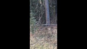 Гризли раскопал берлогу чёрных медведей и поймал медвежонка