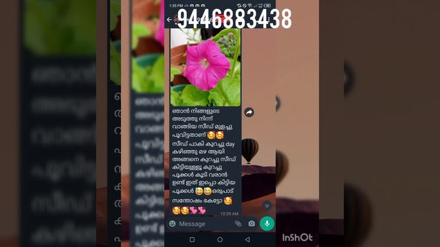 All season flower.. നാടൻ petunia seeds.. green, red, blue etc.... смотреть онлайн