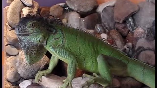 Зелёная игуана (Iguana iguana) смотреть онлайн