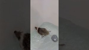 А ежи умеют плавать! Сальто в воде.