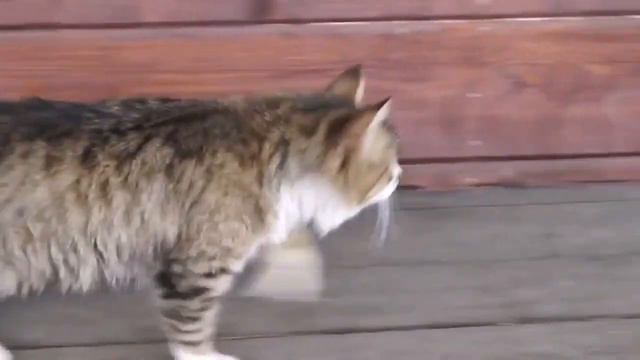 кот марширует смотреть онлайн