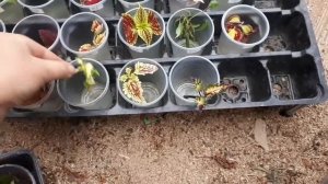 КОЛЕУСЫ, посадка черенков. Последняя красота!