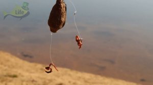 Как успешно ловить леща в ноябре? Как ловить леща по холодной воде осенью? Новые секреты ловли ЛЕЩА