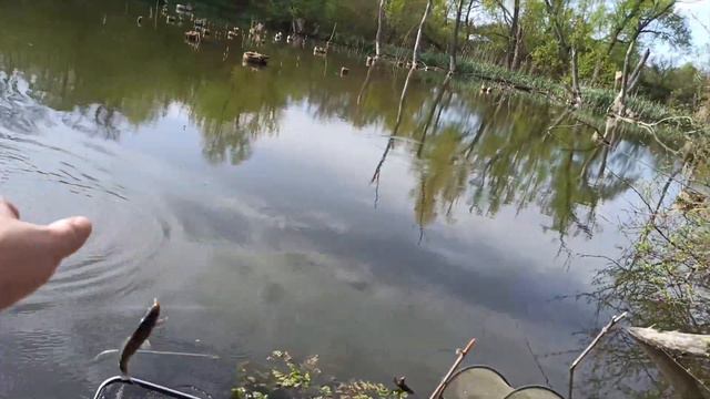 Раздача карася на поплавок в селе Вишняково
