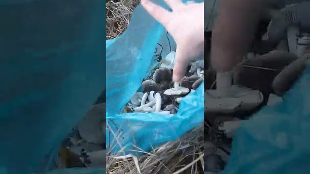 Сбор серой рядовки смотреть онлайн