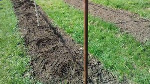 Высадка малины сорта Феномен и ежевики Лох Тей.