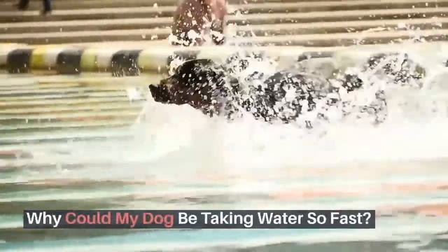 How to Slow Down Dog Drinking Water So They Don't Throw Up? смотреть онлайн