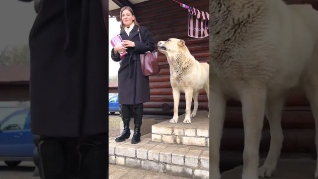 МАРШУЛЕ ГОДИК смотреть онлайн