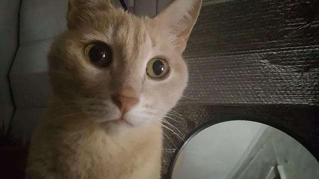 КОТ ЗЕВАЕТ смотреть онлайн