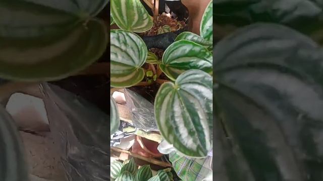 tanaman hias peperomia