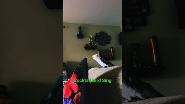 Cookie The cockatiel,￼  Bird Singing