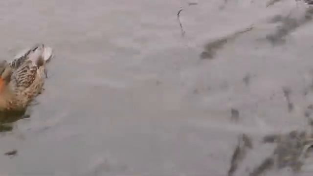 Приметы на 8 марта. Народный праздник "КИСЛЫЕ ДЕВКИ", что НЕЛЬЗЯ делать, традиции и обряды этого дн смотреть онлайн