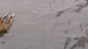 Приметы на 8 марта. Народный праздник "КИСЛЫЕ ДЕВКИ", что НЕЛЬЗЯ делать, традиции и обряды этого дн