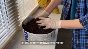 Выращивание имбиря в домашних условиях