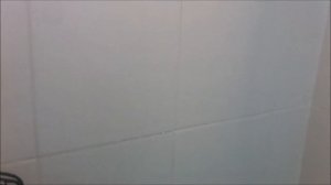 как купать попугая. ожереловые попугаи . parrot having a shower