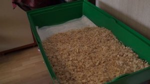 Маленькие хитрости для морских свинок