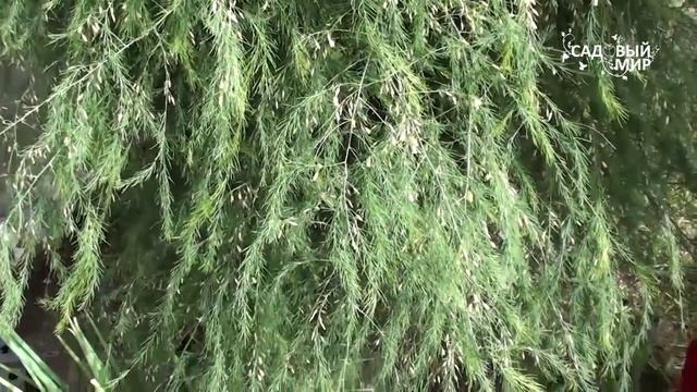 Как выращивать спаржу. Сайт 