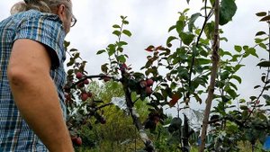 Прививка яблони в августе  Авантюра или нет? (2)