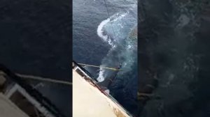 ПРОМЫШЛЕННЫЙ ЛОВ РЫБЫ/INDUSTRIAL FISHING