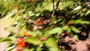 Пересадка вишни в своём саду. Свои дачные саженцы - подвои.