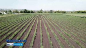 Спаржа в Воронежской области