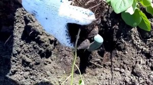 Посадка баклажанов в открытый грунт. Как сажать баклажаны