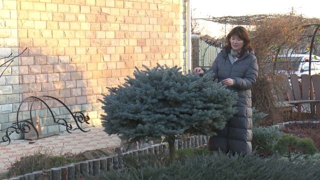 «Сады и огороды Приморья». ДЕКАБРЬ.ЁЛКИ. смотреть онлайн