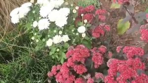 Очиток Red Cauli в саду