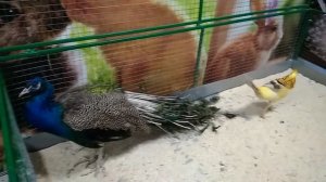 56. Экзоферма - Павлин и фазан... 04.01.19   (peacock and pheasant)