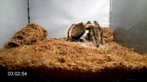 Как ест птицеед | Lasiodora parahybana | Tarantula eating timelapse