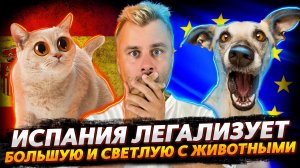 ИСПАНИЯ ЛЕГАЛИЗУЕТ БОЛЬШУЮ И СВЕТЛУЮ С ЖИВОТНЫМИ