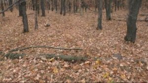 Первые вешенки 2020