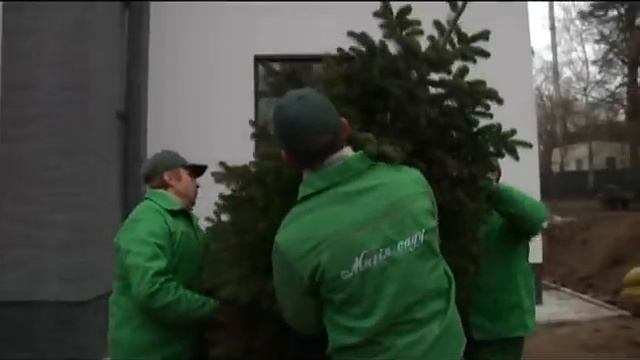 Как правильно посадить елку смотреть онлайн