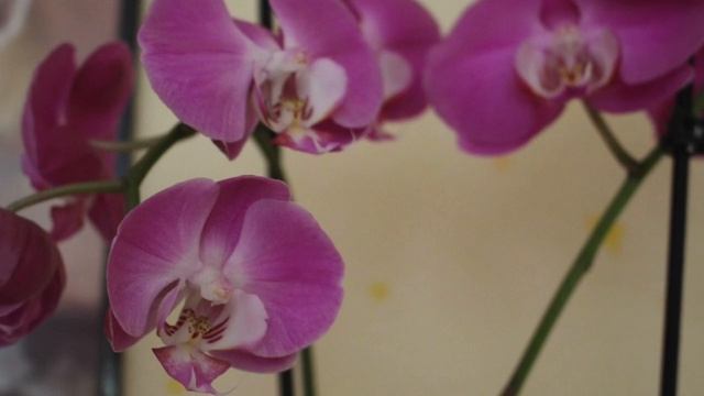 ФАЛЕНОПСИС : ОСНОВНЫЕ ПРАВИЛА ВЫРАЩИВАНИЯ #орхидеи_фаленопсис #phalaenopsisorchids #ольденбургру#18