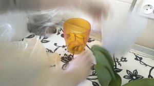 Орхидеи 73 / Пересадка орхидеи Budapest + похвастушки /