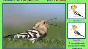 Удод. Пустушка, потатуйка. Голоса птиц России