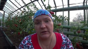 ТОП-10 сортов томатов, которые я обязательно посажу в следующем году