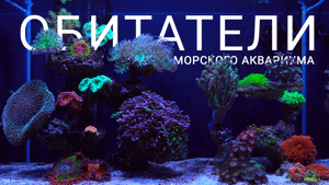 Морской аквариум и его обитатели | The corals in my reef tank