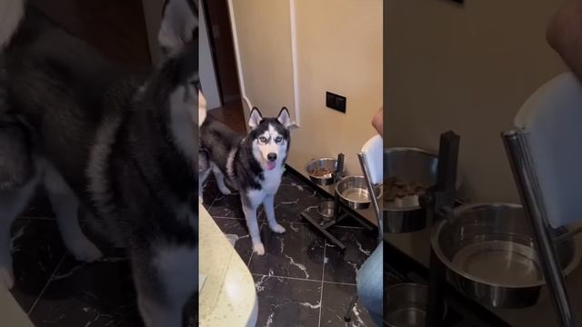 Кнопка счастья #dog #husky #собака #хаски