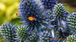 Синеголовник простолистная Блу Хоббит ? обзор: как сажать, саженцы синеголовники Блу Хоббит