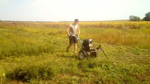 Сенокос косилкой заря мотоблоком Нева мб 2 2021!!!!! смотреть онлайн