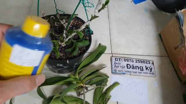 Cách sử dụng B1 Mỹ cho lan hiệu quả cao nhất, video chi tiết nhất cách phối trộn liều lượng tối ưu смотреть онлайн