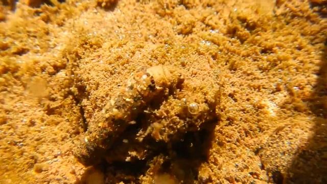 Ручейник копается в придонном иле