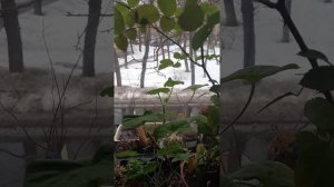 Бенгальская роза зацветает