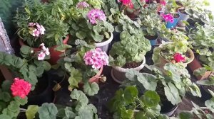 #КОРОЛЕВСКАЯ ПЕЛАРГОНИЯ УКОРЕНИЛАСЬ#