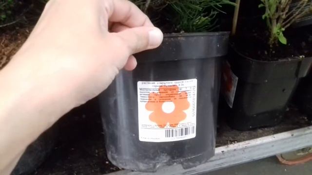 25 мая 2021г. "МАКСИДОМ" - обзор рассады, саженцев, посадочного материала и цены... смотреть онлайн