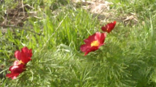 Цветение Воронца (виноградник Попова) смотреть онлайн