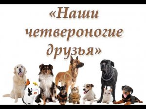 Наши четвероногие друзья