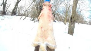 Выделка шкуры.Биологическое мездрение шкуры лисы,подробно.Шерсть.Шкура,Шуба.