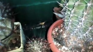 Опрыскиваю ли я кактусы?